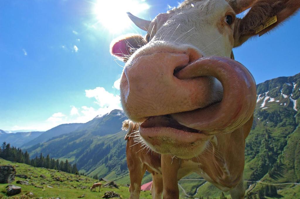 Bodenhof Ferienwohnungen Fieberbrunn Dış mekan fotoğraf